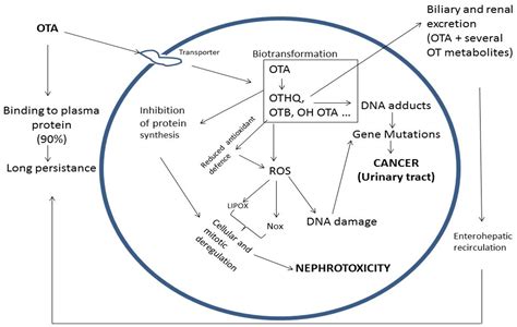 Ochratoxin A: 50 Years of Research