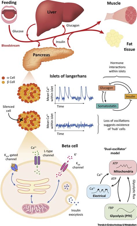 Image result for Positive Feedback Loop Endocrine System