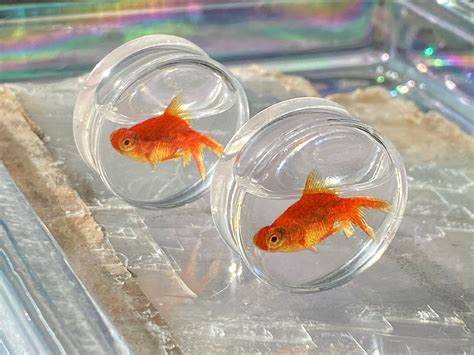 Goldfish In Water