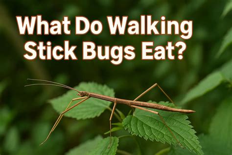 What Do Walking Stick Bugs Eat? | Diet, Food & Care Guide