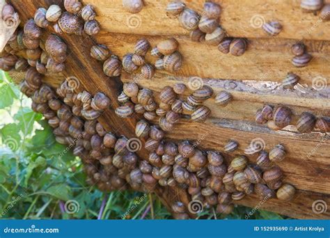 Helix Aspersa Muller, Maxima Snail, Organic Farming, Snail Farming, Edible Snails on Wooden ...