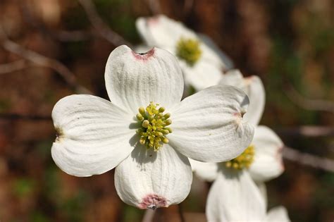 North Carolina ~ State Flower Dogwood | Dogwood, Dogwood trees, Flowers