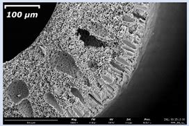 Express Method of Preparation of Hollow Fiber Membrane Samples for ...