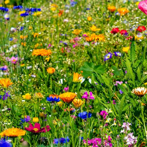 All Purpose Wildflower Mix Seed - Bulk Seed | Bentley Seeds