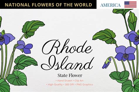 Rhode Island State Flower Graphic by Hanatist Studio · Creative Fabrica