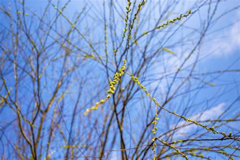 柳树什么季节发芽、开花、结果、凋谢-百度经验