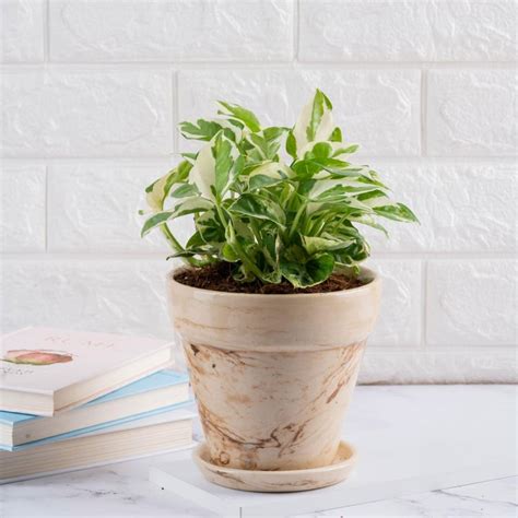 Buy NURTURING GREEN Mystique Fusion Brown Printed Ceramic Floor Planter ...