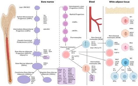 Adipocyte- and Monocyte-Mediated Vicious Circle of Inflammation and ...