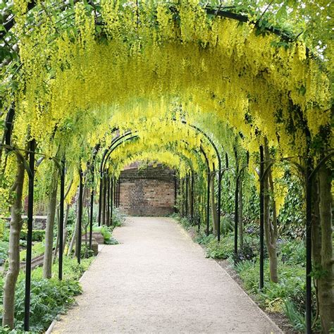 Buy Voss's laburnum (syn. Laburnum 'Famous Walk') Laburnum × watereri ...