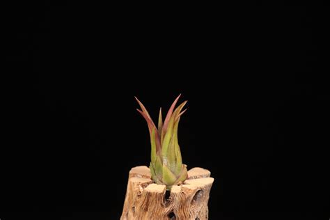 【reserved】ionantha 'Apretado RFI'〔エアプランツ〕現品発送T5443 | plane plants