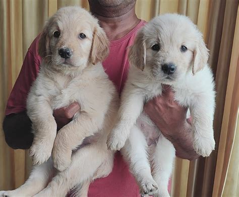Golden Retriever Puppy Price In Hyderabad (Jan 2025) | Golden Retriever ...