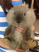 Image result for Super Cute Baby Snow Bunny