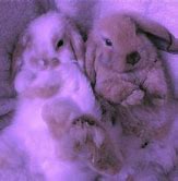 Image result for Baby Bunnies in the Garden