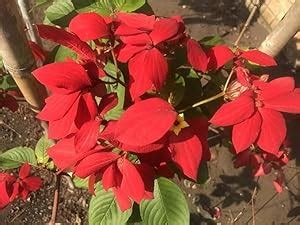 BeGrin Red Musanda Live Plant Mussaenda Erythrophylla Mussaenda Ashanti ...