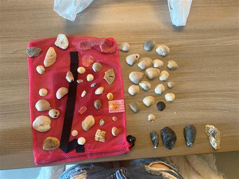 Image result for SC Shells