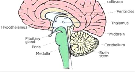 write the function of forebrain, medulla and cerebellum in human brain ...