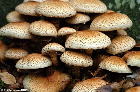 地球上最大的生物之一：超大蘑菇重达400吨_真菌