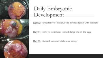 Image result for Chicken Reproduction Process