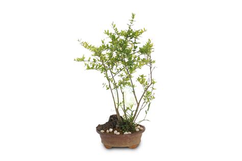 Buy Dwarf Pomegranate Plants Online, Order for Dwarf Pomegranate Plants ...