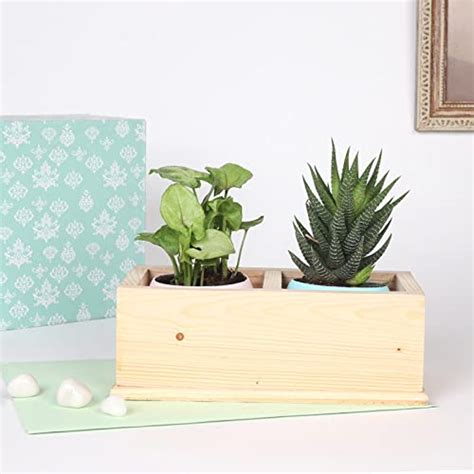FlowerAura Set Of 2 Decorative Air Purifying Syngonium And Haworthia ...