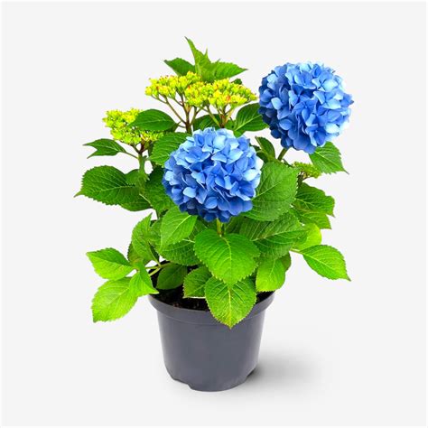 Buy hydrangea (blue) – hybrid plant online at best price