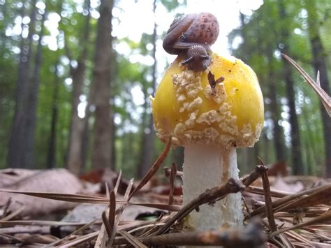 Amanita Muscaria Var Guessowii, Greensboro, North Carolina. : r/mycology