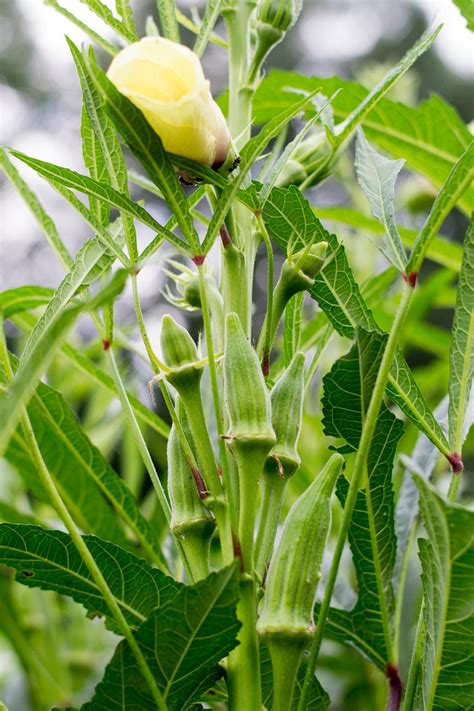Companion Planting for Okra | HGTV