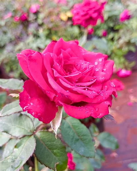 Red Rose Flower Plant - Taj Maha Red Rose Plant