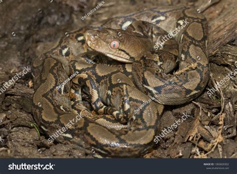 Image result for Baby Reticulated Python