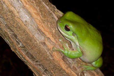 Image result for Types of Tree Frogs