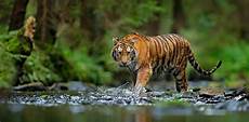 Tiger Image by Tigers Confirmed As Six Subspecies And That Is A Big Deal Tiger Image