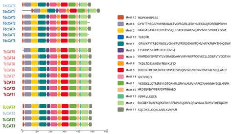 Genome-Wide Identification and Expression Analysis of Catalase Gene ...