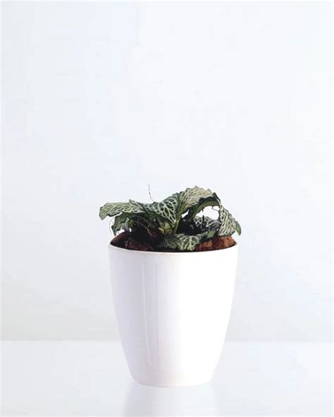 Fittonia White Nerve Plant – unlimitedgreens