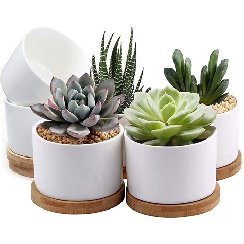 5In Succulent in 1.35-Quart Pot in the Succulents department at Lowes.com