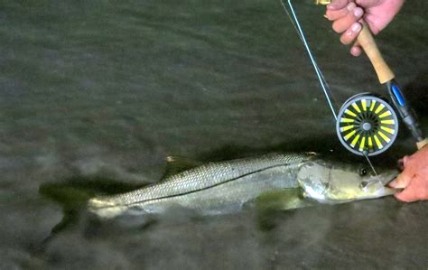 Snook Fly Patterns 的图像结果