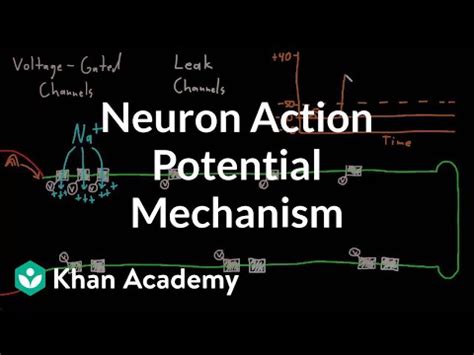 Neuron action potential mechanism Video Lecture - Biology for MCAT