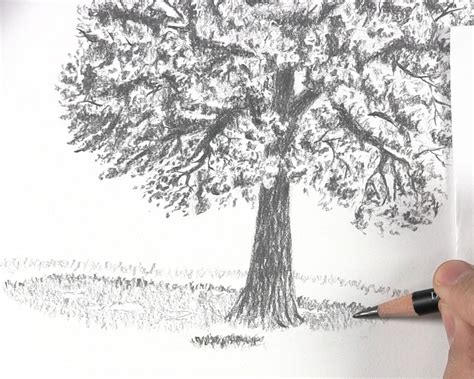 Image result for How to Draw a Simple Large Tree