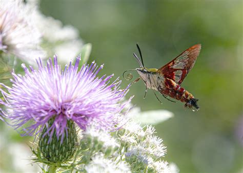 Hummingbird Clearwing Moth