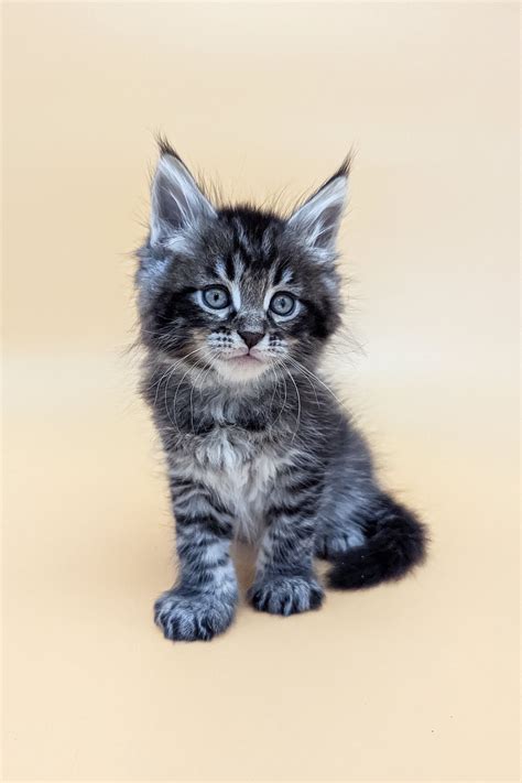 Black and Grey Maine Coon Kittens - Find Your Dream Kitten