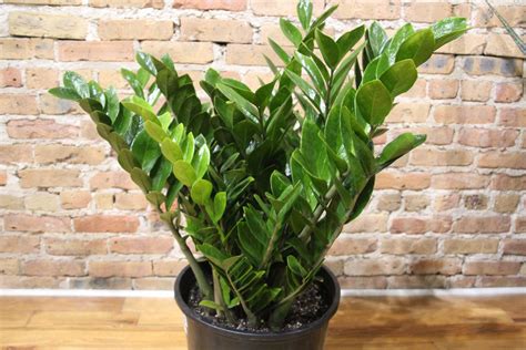 Zz Plant Companion Plants at Hamish Gunther blog