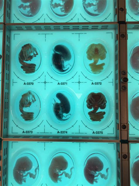 Alien Covenant Concept Art - Alien vs. Predator Galaxy