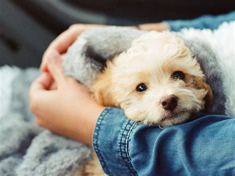 We Were Right All Along! Humans Love Dogs More Than People, Finds Study