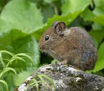 Image result for Himalayan Dwarf Rabbit