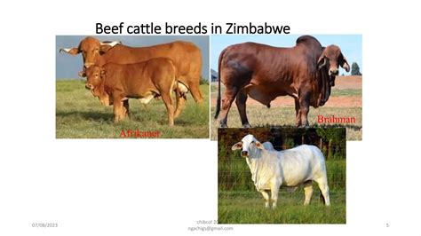 BEEF CATTLE BREEDS-1.pptx