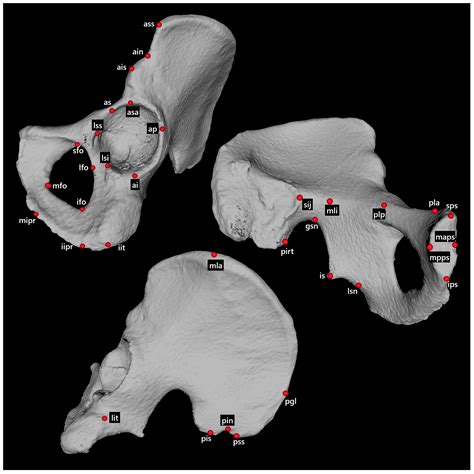 Evaluating the Effectiveness of Coxal Bone Measurements for Sex ...