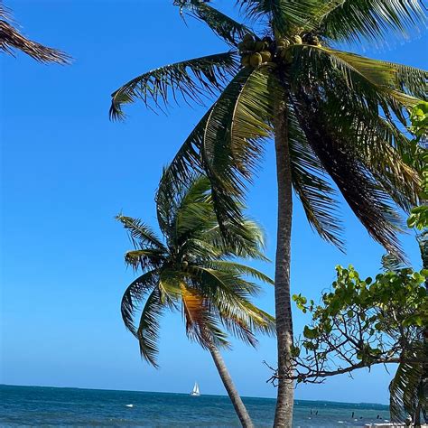 WILD ORCHID (Placencia) - Villa Reviews, Photos, Rate Comparison ...