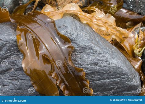 Fresh Brown Kelp Seaweed on Rock Stock Photo - Image of uncultivated ...