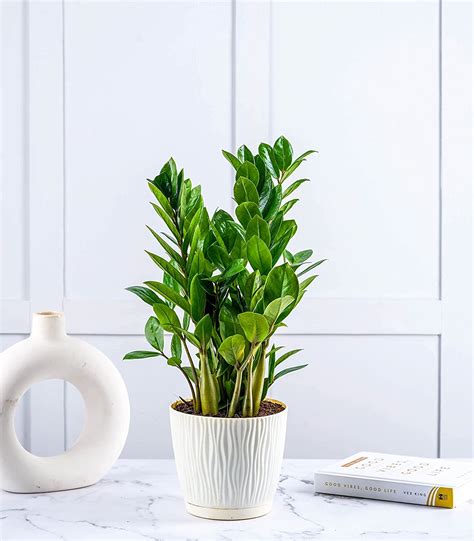 Nurturing Green® ZZ Plant Large in Ivory Plastic 'Tide' Self Watering ...