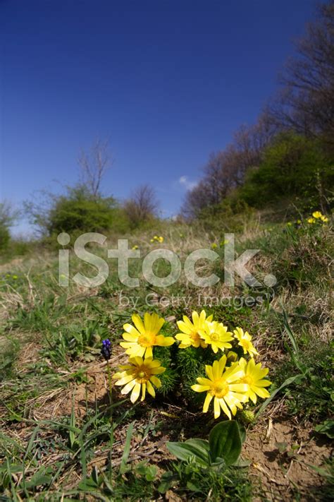 Springtime Clips 的图像结果