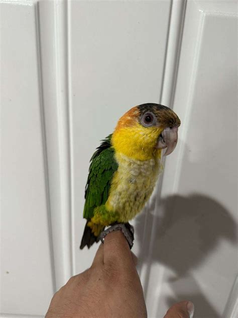 Male white bellied caique